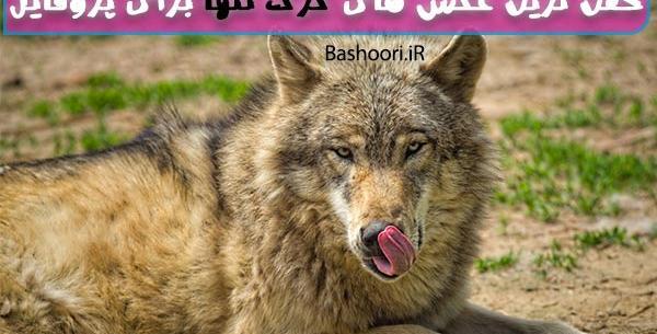 عکس گرگ برای پروفایل واتساپ