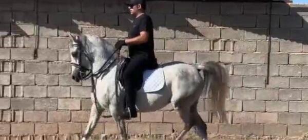 عکس اسب ذوالجلال