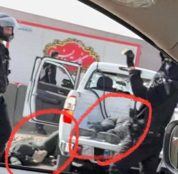 عکس حمله سوسکها به قزوین