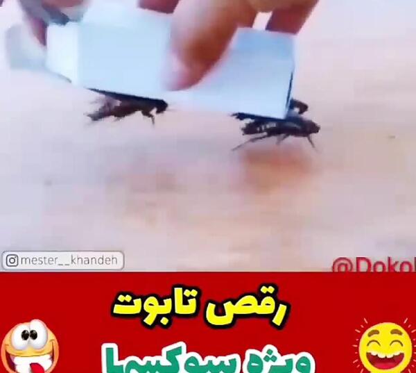 عکس حمله سوسکها به قزوین