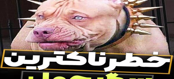 عکس سگ بولداگ وحشی
