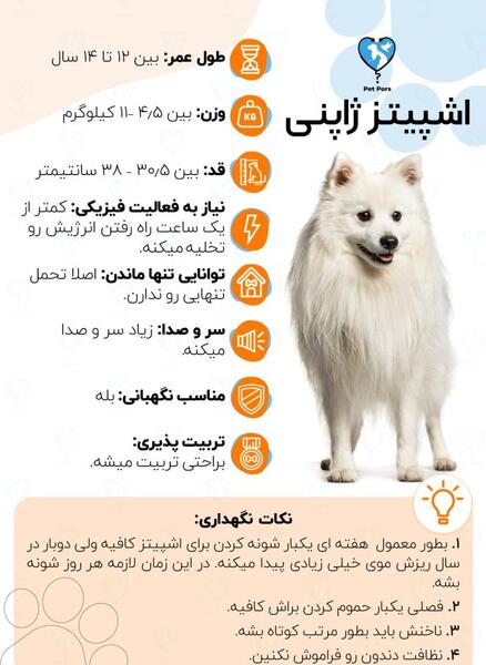 عکس سگ اشپیتز