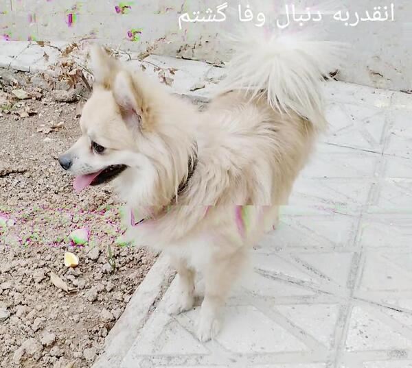عکس سگ اشپیتز