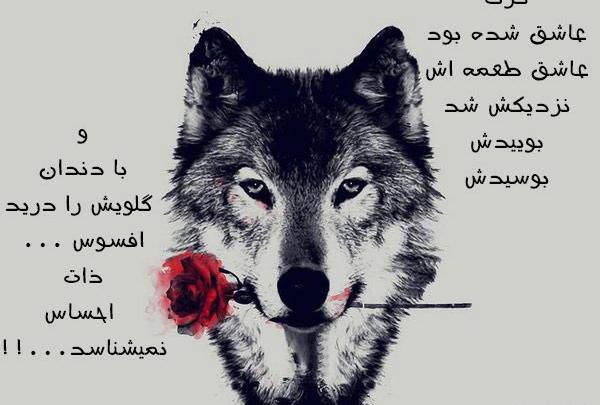 عکس نوشته انگلیسی گرگ