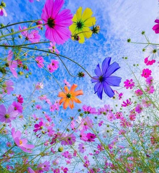عکس قشنگ طبیعت و گل
