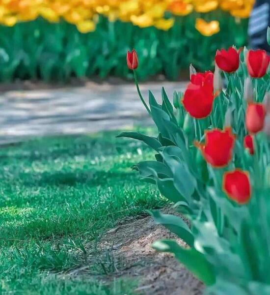 عکس قشنگ طبیعت و گل