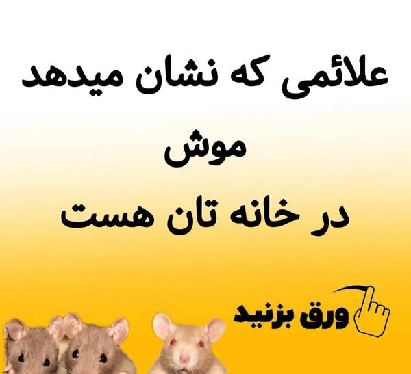 عکس موش در خانه