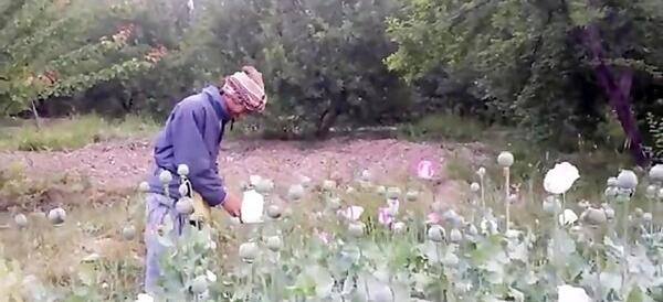 عکس بوته تریاک