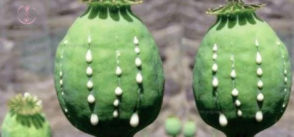 عکس بوته تریاک