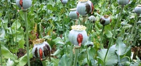 عکس بوته تریاک
