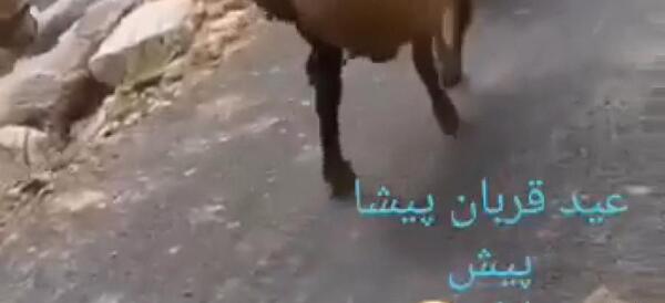 عکسی از عید قربان