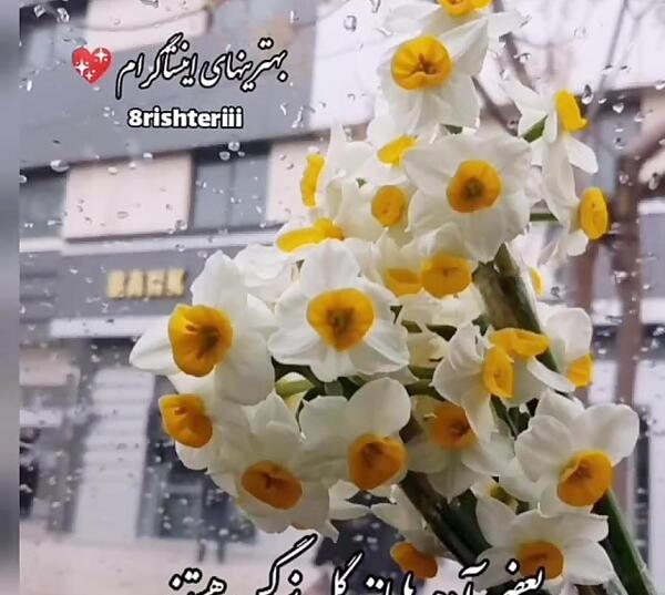 عکس صبح بخیر با گل نرگس