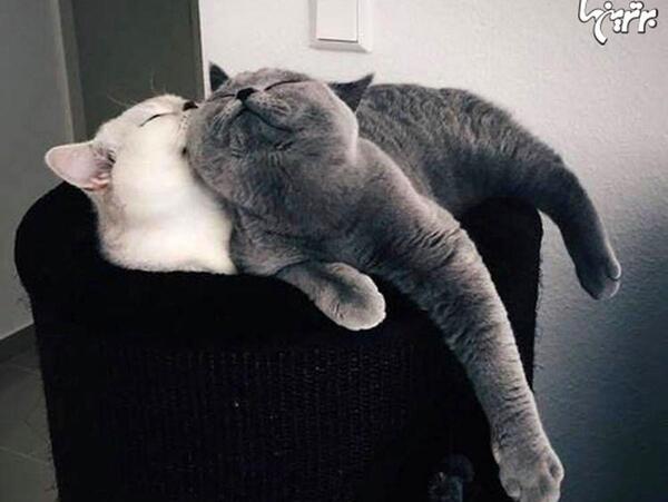 عکس های عاشقانه گربه ها