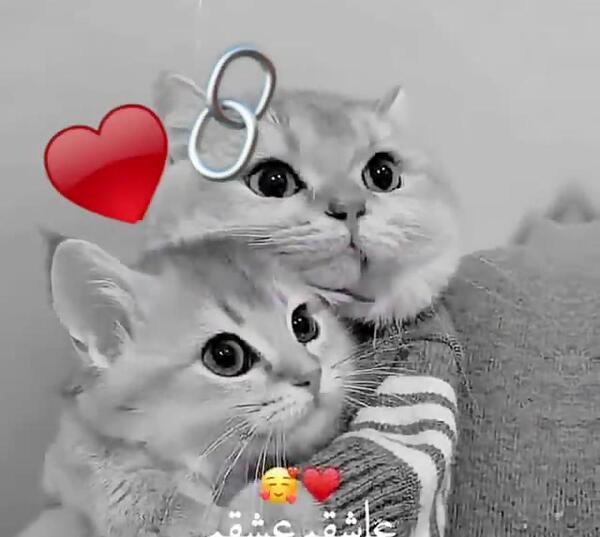 عکس های عاشقانه گربه ها