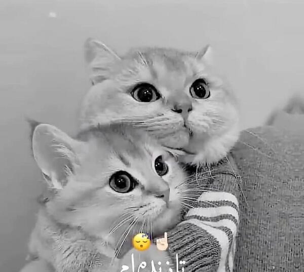 عکس های عاشقانه گربه ها