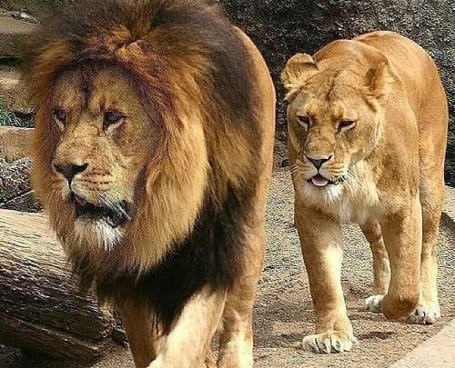 عکس شیر تعزیه خنده دار