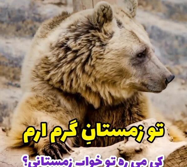 عکس ستاره گردان پارک ارم