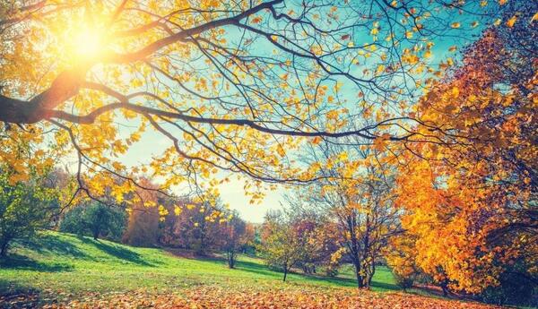 عکس برگ پاییزی بزرگ