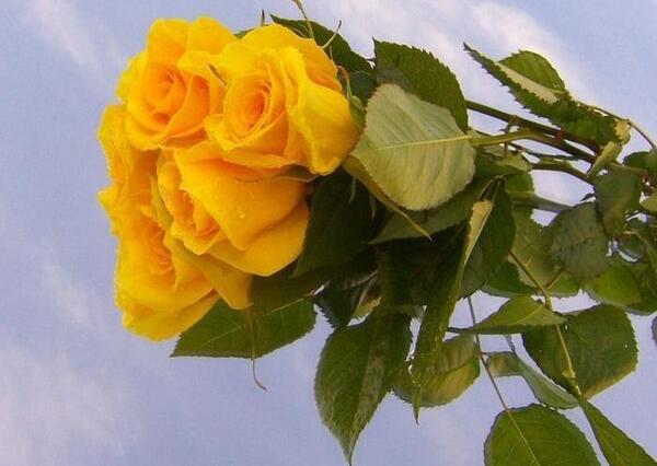 عکس گلهای زرد زیبا
