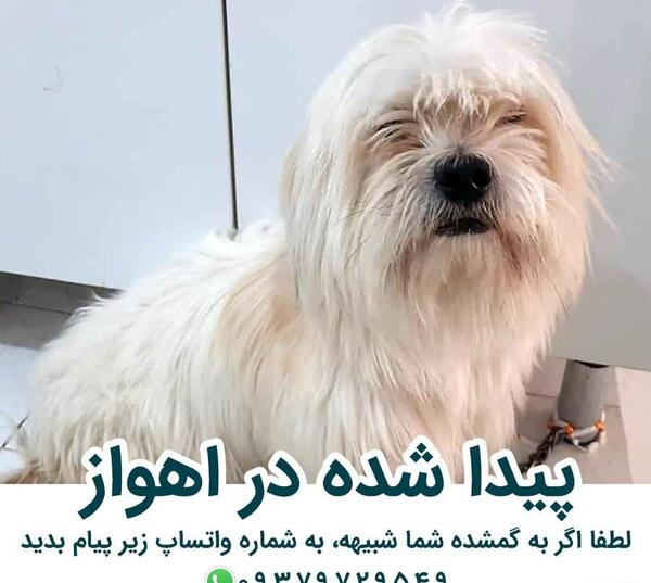 عکس سگ شیتزو خوشگل