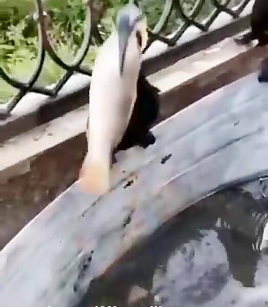 عکس عروس و داماد هلندی