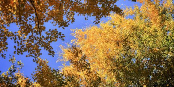 عکس پاییز رنگارنگ