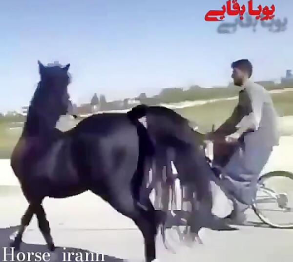 عکس اسب حسین
