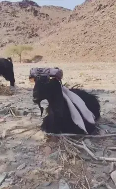 عکس عید حمید فطر مبارک