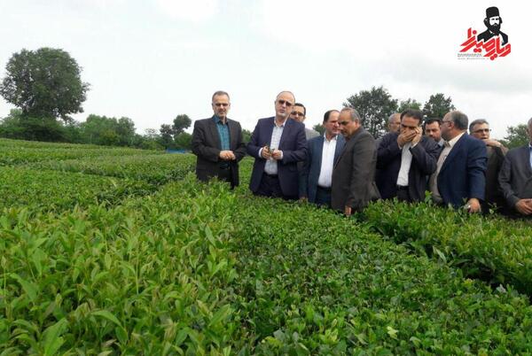 عکس چای فومنات