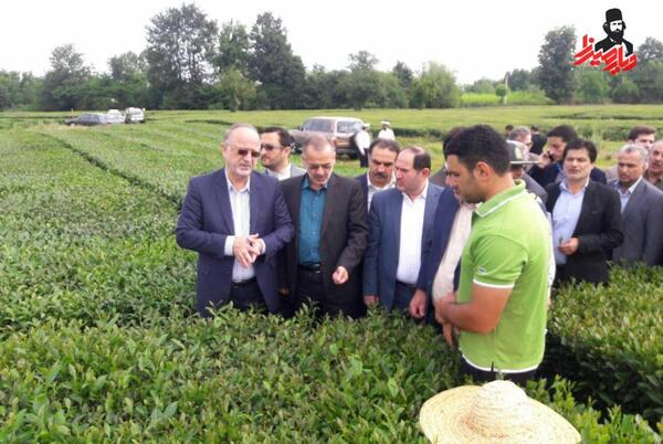 عکس چای فومنات