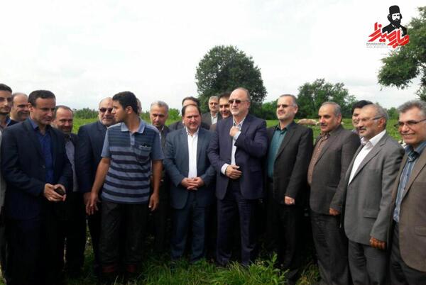 عکس چای فومنات