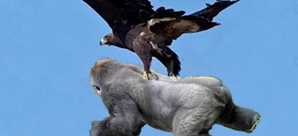 عکس وحشتناک شیر