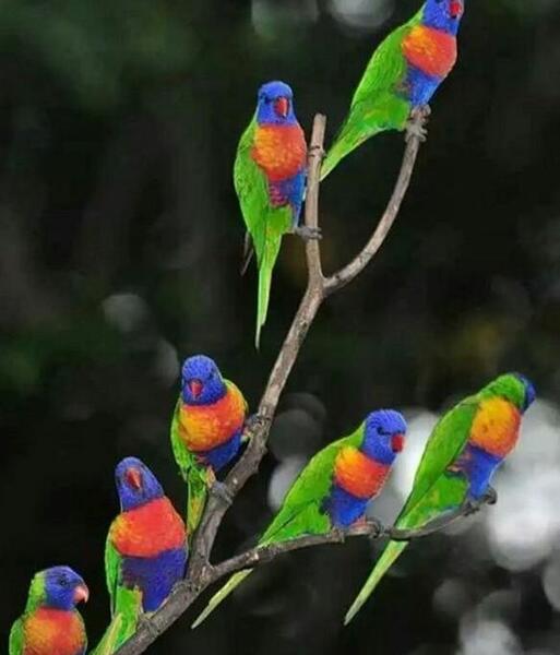 عکس تصویر پس زمینه طوطی