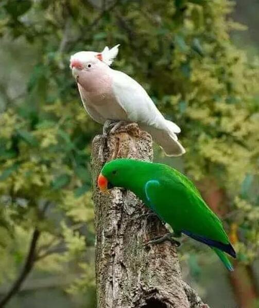 عکس تصویر پس زمینه طوطی