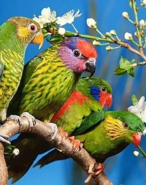 عکس تصویر پس زمینه طوطی