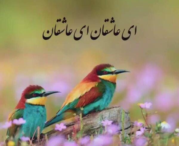 عکس استوری واتساپ پویانفر