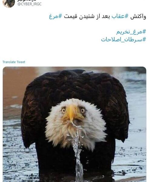 عکس عقاب مسخره