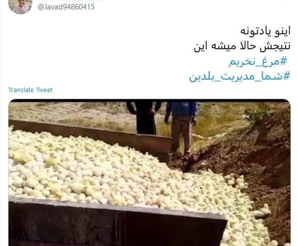 عکس عقاب مسخره