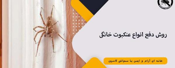 عکس عنکبوت های خانگی