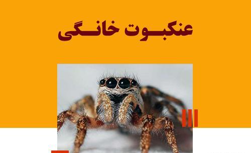 عکس عنکبوت های خانگی
