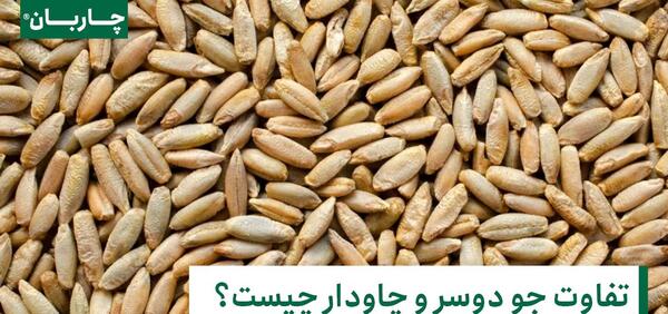 عکس جو چاودار
