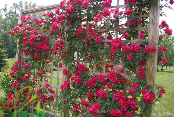 عکسهای ساناز حسن پناه