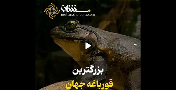 عکس خاله مشهد