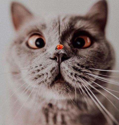 عکس چشم نظر برای صفحه گوشی