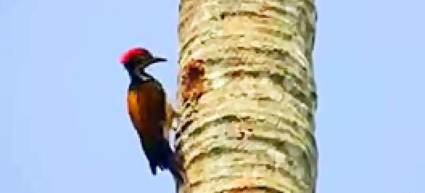عکس فیلم دارکوب