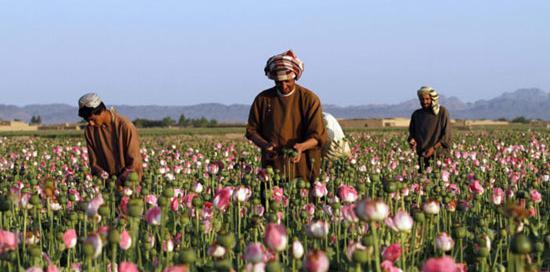عکس تریاک تقلبی