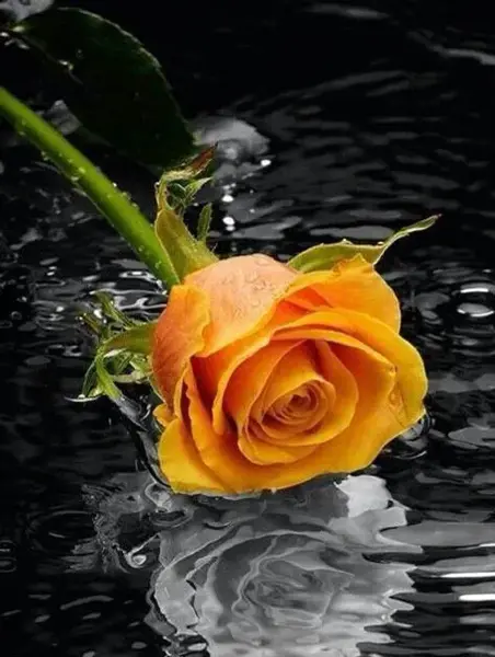 عکس گل در آب