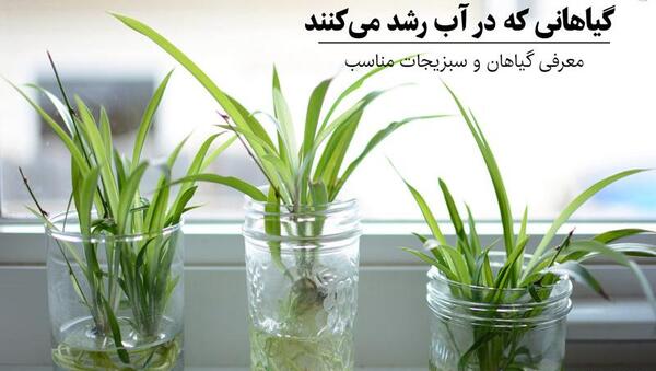 عکس گل در آب