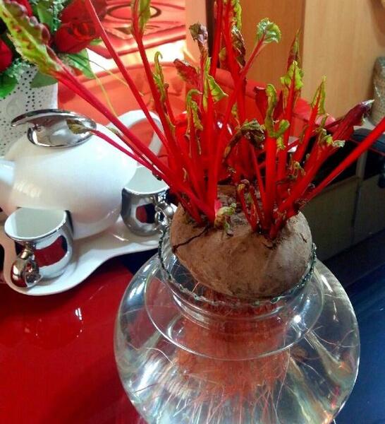 عکس سبزه لبو