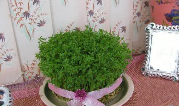 عکس سبزه لبو